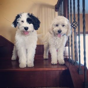 Meet your Posher, Angela